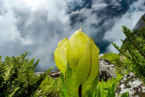 Har Ki Dun Trek Package